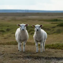 Foto di Jørgen Håland